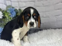 Zeke, a male Beaglier for sale in Dora, MO – 1 of 6