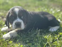 Zeke, a male Beaglier for sale in Dora, MO – Photo 1 of 4