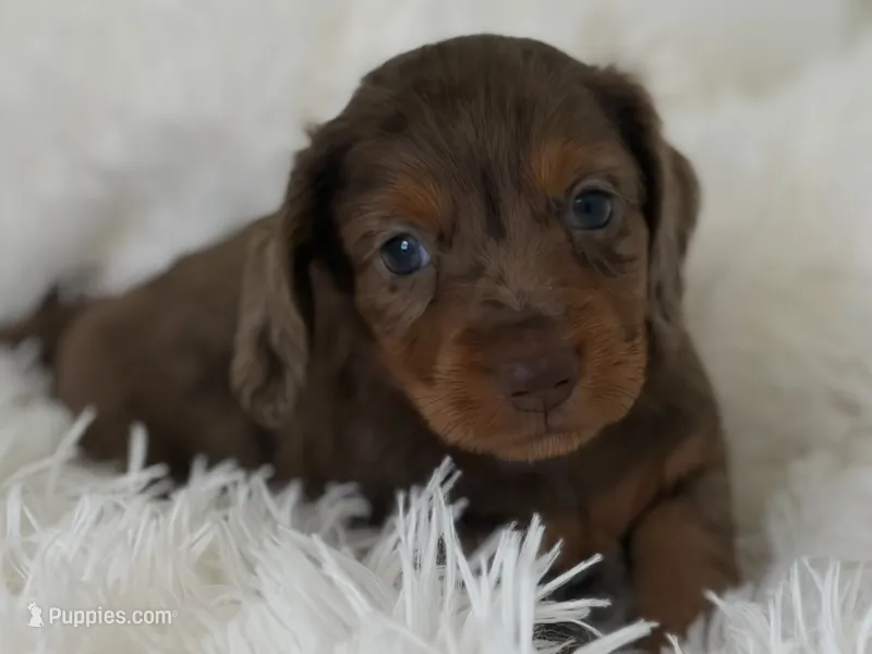 Dallas – Miniature Dachshund puppy for sale in Dora, MO