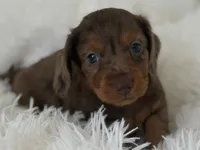 Dallas, a male Miniature Dachshund for sale in Dora, MO – 1 of 4