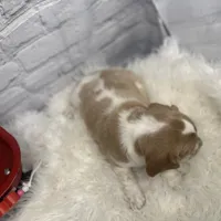 Luna, a female Beaglier for sale in Dora, MO – Photo 6 of 6