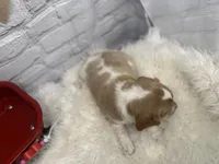 processed/f1dfbb73-be5e-489a-8213-0ccb2b10c4f8/listing/db5303d0-b42b-4e6e-95b9-6cb0f3605e67/34cf6cbf-576c-4d91-a17e-f39e2d5126b0