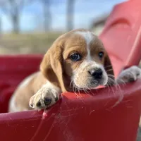 Luna, a female Beaglier for sale in Dora, MO – Photo 2 of 6