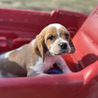 Luna, a female Beaglier for sale in Dora, MO – Photo 1 of 6