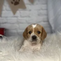 Luna, a female Beaglier for sale in Dora, MO – Photo 4 of 6