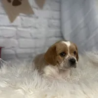 Luna, a female Beaglier for sale in Dora, MO – Photo 5 of 6