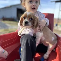 Luna, a female Beaglier for sale in Dora, MO – Photo 3 of 6