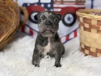 Sterling, a male French Bulldog for sale in Dora, MO – 2 of 4