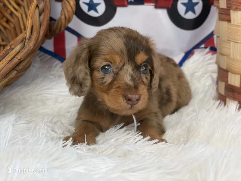 Ivory – Miniature Dachshund puppy for sale in Dora, MO
