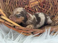 Navy, a female Miniature Dachshund for sale in Dora, MO – 2 of 3