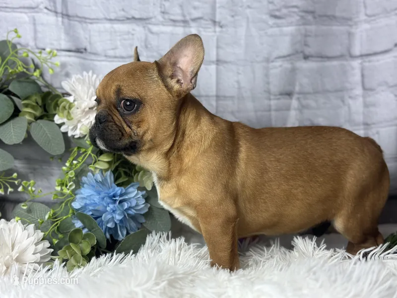 Ried  – French Bulldog puppy for sale in Dora, MO
