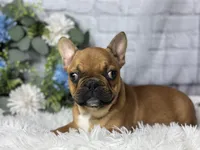 Ried , a male French Bulldog for sale in Dora, MO – Photo 2 of 3