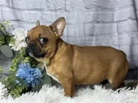 Ried , a male French Bulldog for sale in Dora, MO – Photo 3 of 3