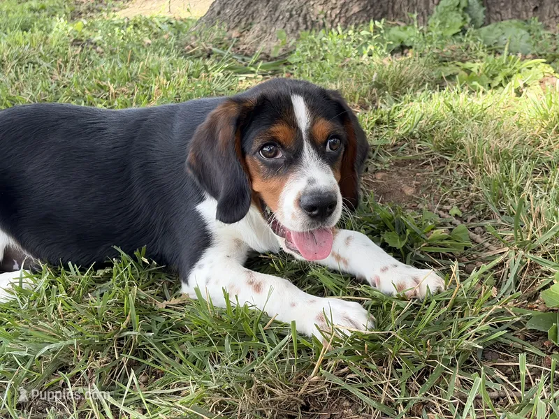 Zeke – Beaglier puppy for sale in Dora, MO