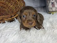 Dallas, a male Miniature Dachshund for sale in Dora, MO – 4 of 4