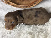 Dallas, a male Miniature Dachshund for sale in Dora, MO – 3 of 4