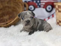 Charlotte , a female French Bulldog for sale in Dora, MO – 1 of 3