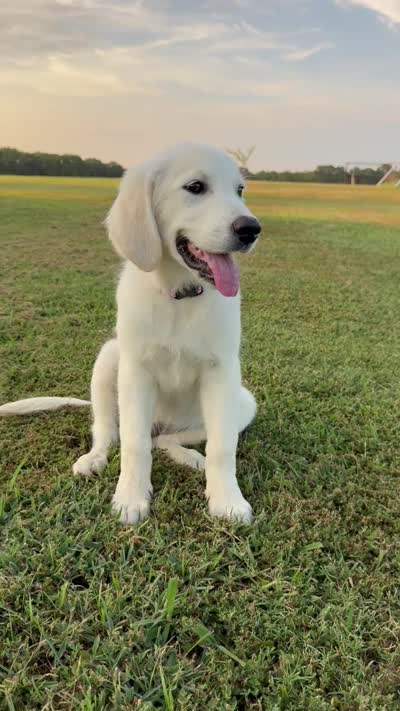 Lucy , a female English Cream Golden Retriever for sale in Pickton, TX – 3 of 4