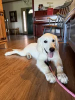 Lucy , a female English Cream Golden Retriever for sale in Pickton, TX – 2 of 4