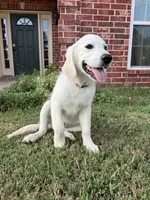 Lucy , a female English Cream Golden Retriever for sale in Pickton, TX – 4 of 4