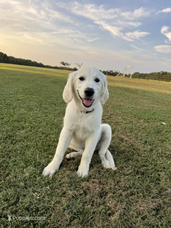 Lucy  – English Cream Golden Retriever puppy for sale in Pickton, TX