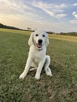 Lucy , a female English Cream Golden Retriever for sale in Pickton, TX – 1 of 4