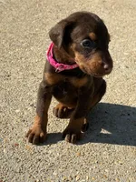 Pink collar, a female Doberman Pinscher for sale in Tupelo, MS – Photo 7 of 7