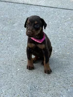 Pink collar, a female Doberman Pinscher for sale in Tupelo, MS – Photo 5 of 7