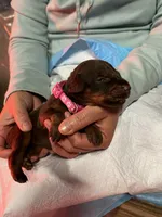 Pink collar, a female Doberman Pinscher for sale in Tupelo, MS – Photo 6 of 7