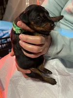 Collar light green, a male Doberman Pinscher for sale in Tupelo, MS – Photo 3 of 6