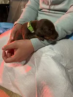 Collar light green, a male Doberman Pinscher for sale in Tupelo, MS – Photo 5 of 6