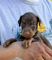 Collar light green, a male Doberman Pinscher for sale in Tupelo, MS – Photo 1 of 6