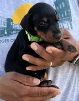 Green collar, a female Doberman Pinscher for sale in Tupelo, MS – Photo 1 of 6