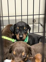 Green collar, a female Doberman Pinscher for sale in Tupelo, MS – Photo 3 of 6