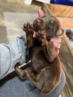 Green collar, a female Doberman Pinscher for sale in Tupelo, MS – Photo 5 of 6