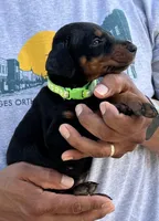 Green collar, a female Doberman Pinscher for sale in Tupelo, MS – Photo 2 of 6