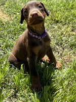 Purple collar, a female Doberman Pinscher for sale in Tupelo, MS – 7 of 7
