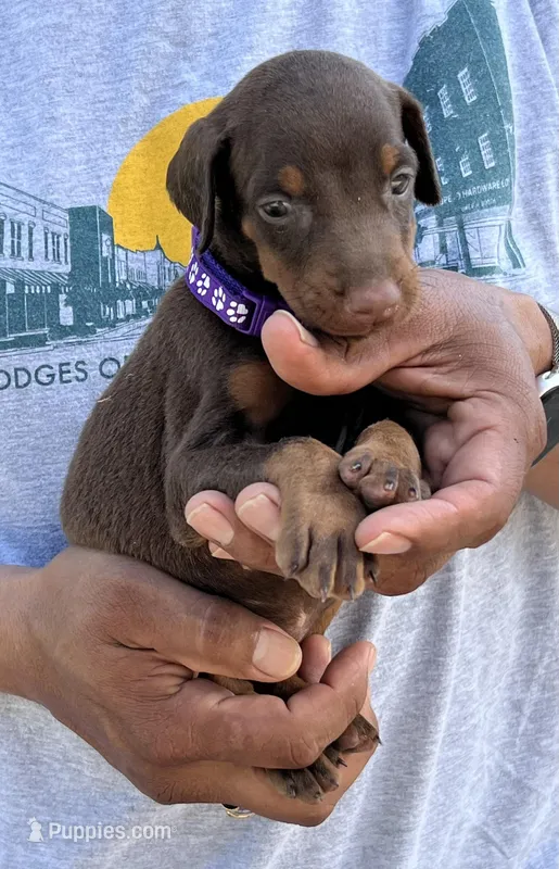 Purple collar – Doberman Pinscher puppy for sale in Tupelo, MS