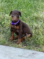 Purple collar, a female Doberman Pinscher for sale in Tupelo, MS – Photo 4 of 4