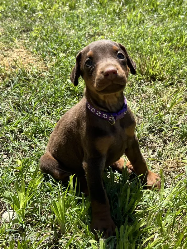 Purple collar – Doberman Pinscher puppy for sale in Tupelo, MS
