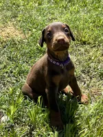 Purple collar, a female Doberman Pinscher for sale in Tupelo, MS – 2 of 7