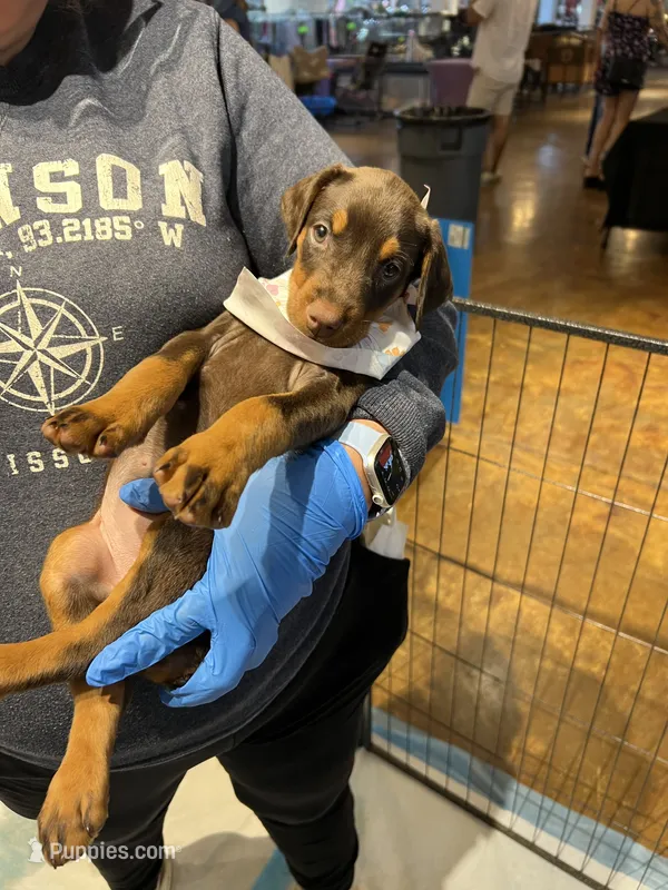 Pink collar – Doberman Pinscher puppy for sale in Tupelo, MS