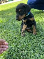 Light blue collar, a male Doberman Pinscher for sale in Tupelo, MS – Photo 8 of 8