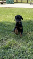 Light blue collar, a male Doberman Pinscher for sale in Tupelo, MS – Photo 2 of 8