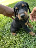 Light blue collar, a male Doberman Pinscher for sale in Tupelo, MS – Photo 4 of 8