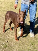 Light blue collar, a male Doberman Pinscher for sale in Tupelo, MS – Photo 7 of 8