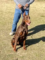 Light blue collar, a male Doberman Pinscher for sale in Tupelo, MS – Photo 6 of 8