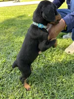 Light blue collar, a male Doberman Pinscher for sale in Tupelo, MS – Photo 5 of 8
