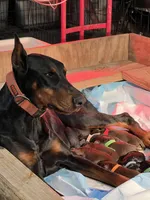 Light blue collar, a male Doberman Pinscher for sale in Tupelo, MS – Photo 3 of 8