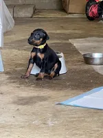 Yellow collar, a female Doberman Pinscher for sale in Tupelo, MS – Photo 2 of 6